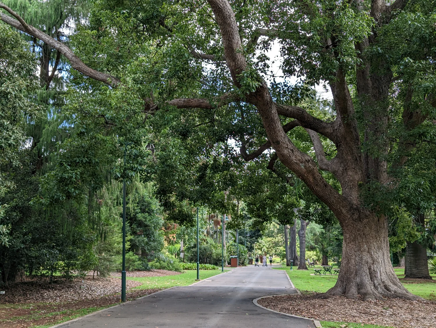 Mature tree-lined landscape and pathway